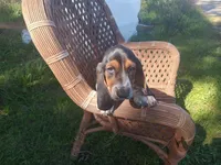 Lucy, a female Basset Hound for sale in Bethany, MO – 2 of 4