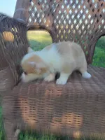 Lilly, a female Pembroke Welsh Corgi for sale in Bethany, MO – 4 of 6