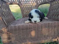 June, a female Old English Sheepdog for sale in Bethany, MO – 1 of 3