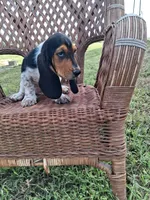 George, a male Basset Hound for sale in Bethany, MO – 6 of 6