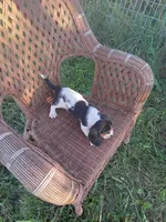 Chance, a male Basset Hound for sale in Bethany, MO – 2 of 3