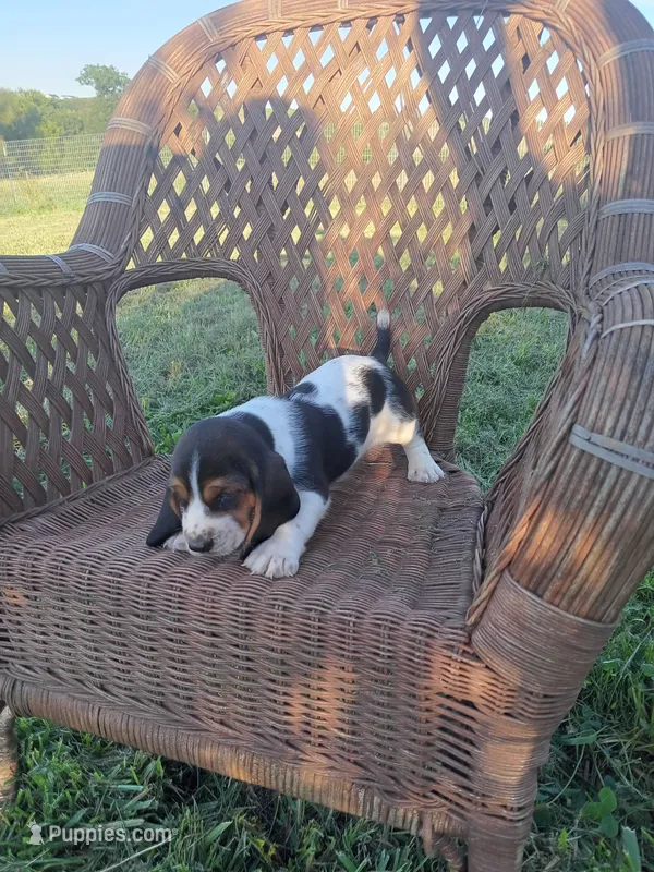 Chance – Basset Hound puppy for sale in Bethany, MO