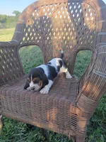 Chance, a male Basset Hound for sale in Bethany, MO – 1 of 3