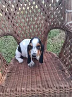 Gracie, a female Basset Hound for sale in Bethany, MO – 3 of 5