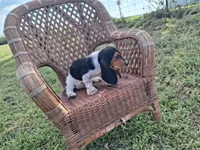 George, a male Basset Hound for sale in Bethany, MO – 5 of 6