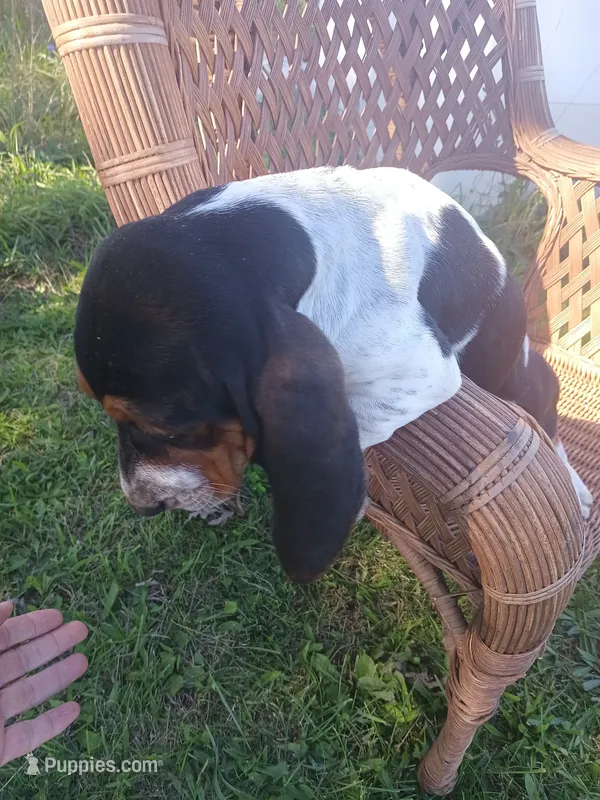 Saddie – Basset Hound puppy for sale in Bethany, MO