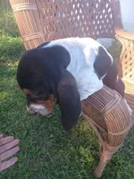 Saddie, a female Basset Hound for sale in Bethany, MO – 1 of 6