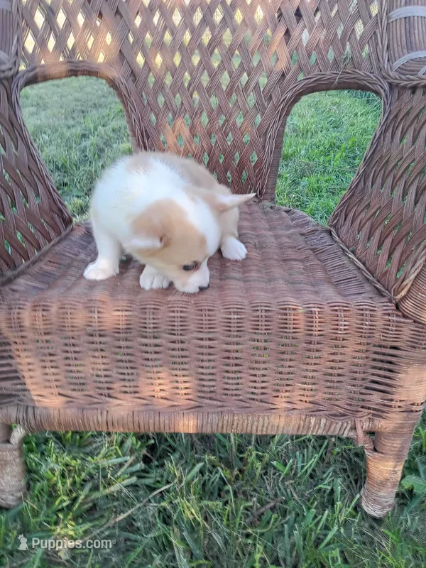 Lilly – Pembroke Welsh Corgi puppy for sale in Bethany, MO