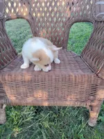 Lilly, a female Pembroke Welsh Corgi for sale in Bethany, MO – 1 of 6