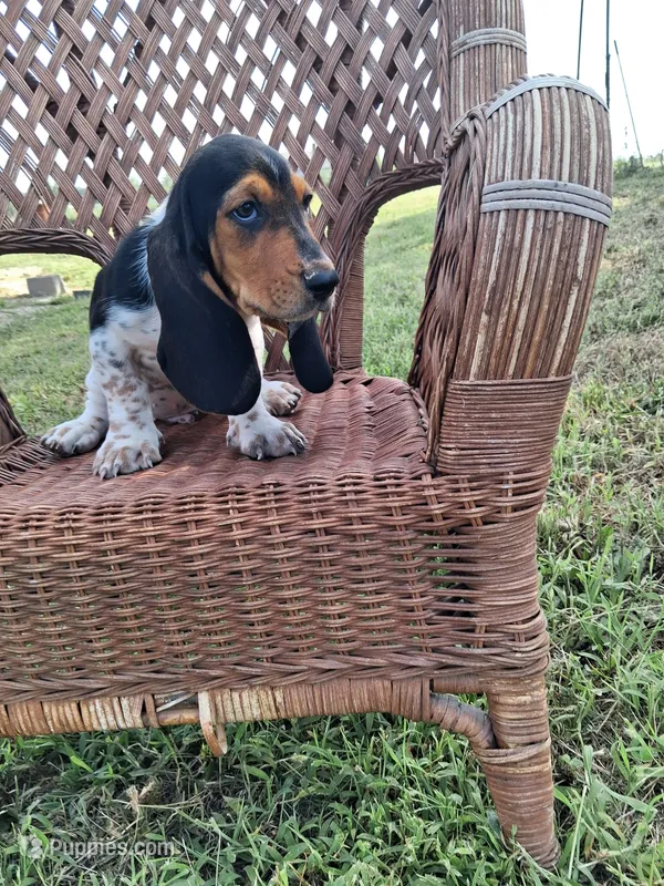 George – Basset Hound puppy for sale in Bethany, MO