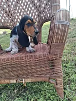 George, a male Basset Hound for sale in Bethany, MO – 2 of 6