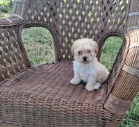 Cheescake, a female Poodle - Toy  for sale in Bethany, MO – 2 of 7