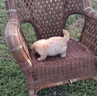 Cheescake, a female Poodle - Toy  for sale in Bethany, MO – 7 of 7