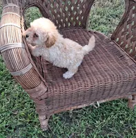 Cheescake, a female Poodle - Toy  for sale in Bethany, MO – 4 of 7