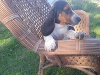 Buddy, a male Basset Hound for sale in Bethany, MO – 4 of 6