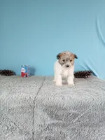 Gigi, a female Poodle - Toy  for sale in Bethany, MO – Photo 4 of 5