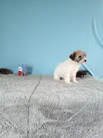 Gigi, a female Poodle - Toy  for sale in Bethany, MO – Photo 3 of 5