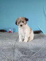 Gigi, a female Poodle - Toy  for sale in Bethany, MO – Photo 2 of 5