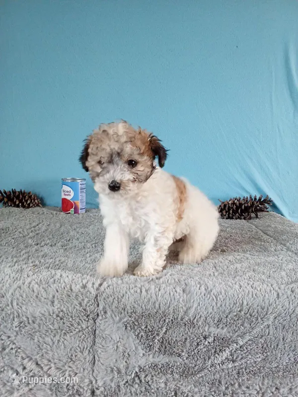 Gigi – Poodle - Toy  puppy for sale in Bethany, MO