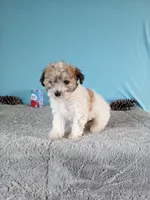 Gigi, a female Poodle - Toy  for sale in Bethany, MO – Photo 1 of 5