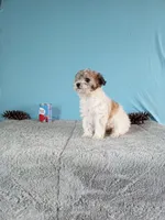 Gigi, a female Poodle - Toy  for sale in Bethany, MO – Photo 5 of 5