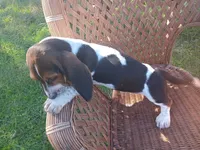 Joker, a male Basset Hound for sale in Bethany, MO – 2 of 5