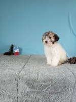 Hazel, a female Poodle - Toy  for sale in Bethany, MO – Photo 2 of 4