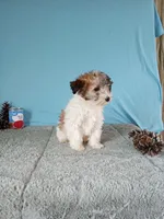 Hazel, a female Poodle - Toy  for sale in Bethany, MO – Photo 4 of 4