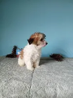 Hazel, a female Poodle - Toy  for sale in Bethany, MO – Photo 3 of 4