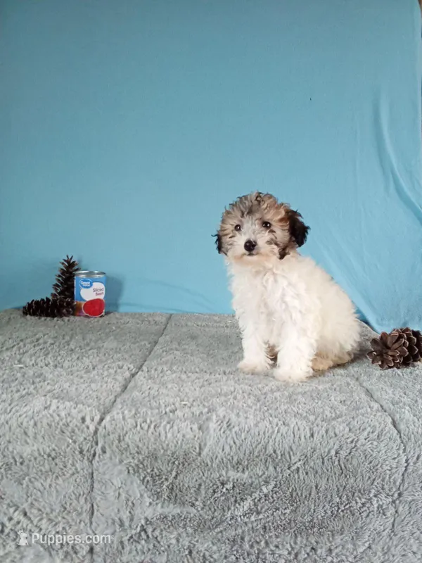 Hazel – Poodle - Toy  puppy for sale in Bethany, MO