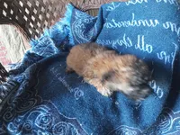 Coco, a male Poodle - Toy  for sale in Bethany, MO – 5 of 5