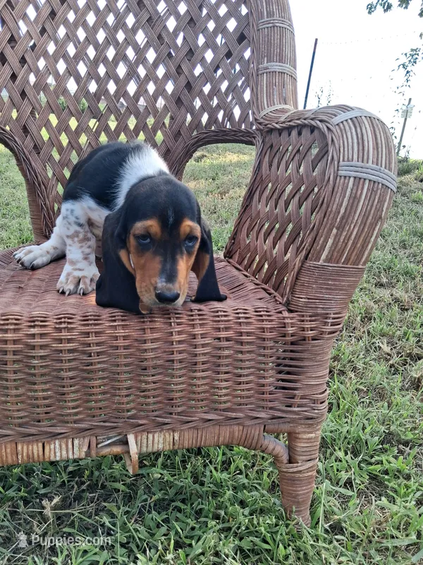 George – Basset Hound puppy for sale in Bethany, MO