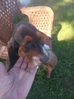 Saddie, a female Basset Hound for sale in Bethany, MO – 5 of 6