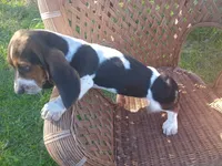 Joker, a male Basset Hound for sale in Bethany, MO – 4 of 5