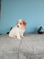 Chanel, a female Poodle - Toy  for sale in Bethany, MO – Photo 2 of 4