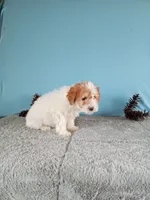 Chanel, a female Poodle - Toy  for sale in Bethany, MO – Photo 4 of 4