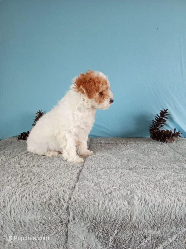 Chanel – Poodle - Toy  puppy for sale in Bethany, MO