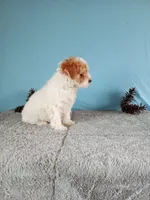 Chanel, a female Poodle - Toy  for sale in Bethany, MO – Photo 1 of 4