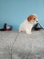 Chanel, a female Poodle - Toy  for sale in Bethany, MO – Photo 3 of 4