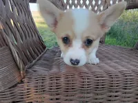 Lilly, a female Pembroke Welsh Corgi for sale in Bethany, MO – 2 of 6