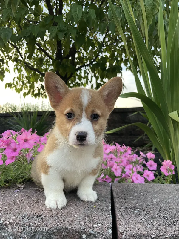 Female 1 – Pembroke Welsh Corgi puppy for sale in Narvon, PA