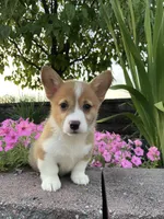 Female 1, a female Pembroke Welsh Corgi for sale in Narvon, PA – 1 of 5