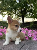Female 1, a female Pembroke Welsh Corgi for sale in Narvon, PA – 4 of 5