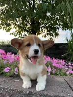 Male 2, a male Pembroke Welsh Corgi for sale in Narvon, PA – 5 of 5