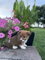 Male 3, a male Pembroke Welsh Corgi for sale in Narvon, PA – 3 of 3