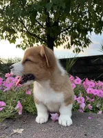 Male 2, a male Pembroke Welsh Corgi for sale in Narvon, PA – 2 of 5