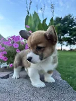 Male 4, a male Pembroke Welsh Corgi for sale in Narvon, PA – 2 of 4