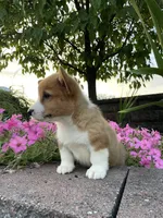 Male 2, a male Pembroke Welsh Corgi for sale in Narvon, PA – 3 of 5