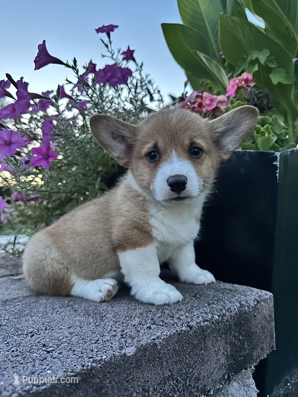 Male 5 – Pembroke Welsh Corgi puppy for sale in Narvon, PA