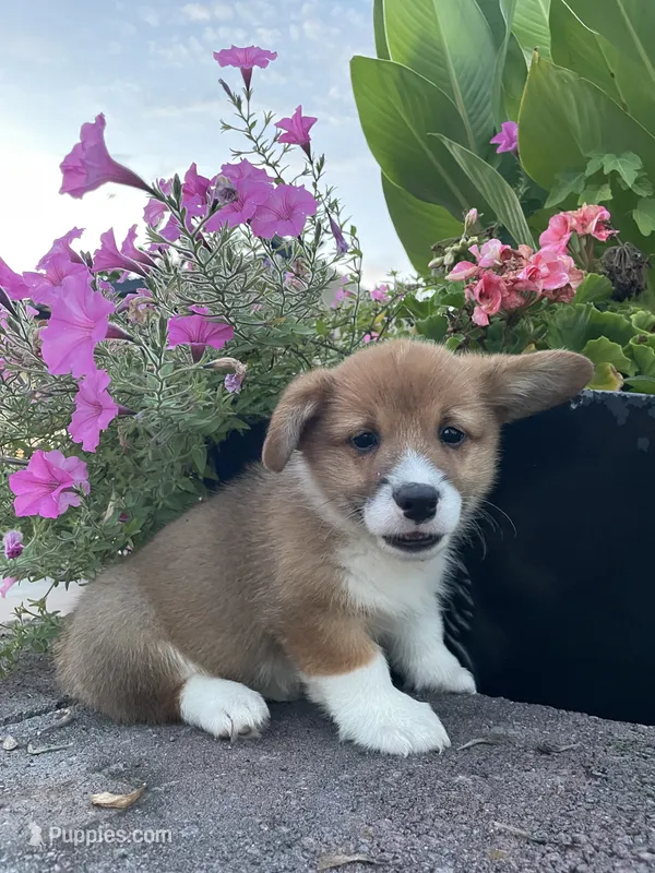 Male 3 – Pembroke Welsh Corgi puppy for sale in Narvon, PA
